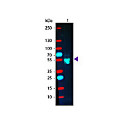 Anti-RABBIT IgG [H&L] (GOAT) Antibody Phycoerythrin conjugated (Min X Bv Ch Gt GP Ham Hs Hu Ms Rt & Sh Serum Proteins), 1mL, Lyophilized
