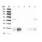 Anti-RABBIT IgG F(ab')2 (GOAT) Antibody Fluorescein Conjugated, 2mg, Lyophilized