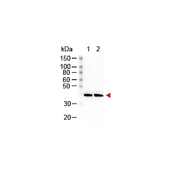 Anti-RABBIT IgG (H&L) (GOAT) Antibody Peroxidase Conjugated, 2mg, Lyophilized