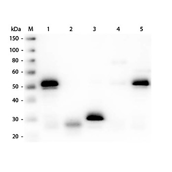 Anti-RABBIT IgG (H&L) (SHEEP) Antibody Fluorescein Conjugated (Min X Bv Ch Gt GP Hs Hu Ms Rt & Sh Serum Proteins), 1mg, Lyophilized