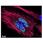 Anti-MOUSE IgG2b (Gamma 2b chain) (RABBIT) Antibody DyLight™ 488 Conjugated, 100µg, Lyophilized
