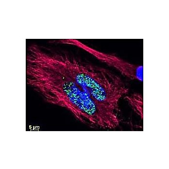 Anti-MOUSE IgG2b (Gamma 2b chain) (RABBIT) Antibody DyLight™ 488 Conjugated, 100µg, Lyophilized