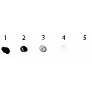 Anti-RABBIT IgG (H&L) (MOUSE) Antibody Alkaline Phosphatase Conjugated (Min X Hu, Gt, Ms Serum Proteins), 1mg, Liquid (sterile filtered)