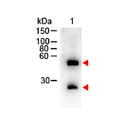 Anti-MOUSE IgG (H&L) (DONKEY) Antibody Peroxidase Conjugated, 2mg, Lyophilized
