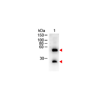 Anti-MOUSE IgG (H&L) (DONKEY) Antibody Peroxidase Conjugated, 2mg, Lyophilized