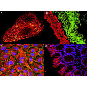Anti-RABBIT IgG (H&L) (GOAT) Antibody ATTO 594 Conjugated (Min X Bv Ch Gt GP Ham Hs Hu Ms Rt & Sh Serum Proteins), 500µg, Lyophilized