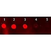 Anti-SHEEP IgG (H&L) (DONKEY) Antibody Fluorescein Conjugated, 2mg, Lyophilized