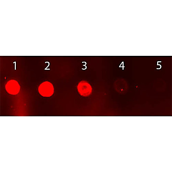 Anti-SHEEP IgG (H&L) (DONKEY) Antibody Fluorescein Conjugated, 2mg, Lyophilized