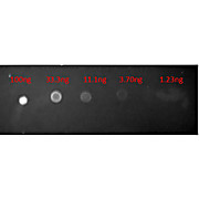 Anti-MOUSE IgG (H&L) (GOAT) Antibody Texas Red™ Conjugated, 2mg, Lyophilized