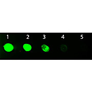 Anti-RAT IgG F(c) (GOAT) Antibody Fluorescein Conjugated, 2mg, Lyophilized