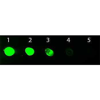 Anti-RAT IgG F(c) (GOAT) Antibody Fluorescein Conjugated, 2mg, Lyophilized