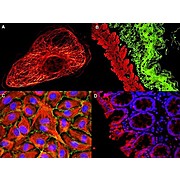 Anti-MOUSE IgG (H&L) (GOAT) Antibody ATTO 550 Conjugated (Min X Bv Ch Gt GP Ham Hs Hu Rb Rt & Sh Serum Proteins), 500µg, Lyophilized