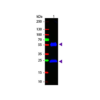 Anti-MOUSE IgG (H&L) (GOAT) Antibody Fluorescein Conjugated, 2mg, Lyophilized