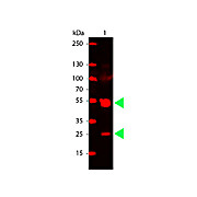 Anti-RAT IgG [H&L] (GOAT) Antibody CY5 Conjugated Min X Bv Ch Gt GP Ham Hs Hu Ms Rb & Sh Serum Proteins, 1mg, Lyophilized