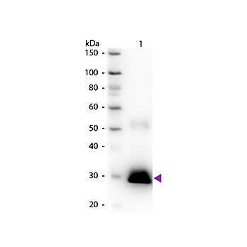 Anti-RABBIT IgG F(c) (GOAT) Antibody Peroxidase Conjugated, 2mg, Lyophilized