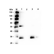 Anti-RAT IgG F(ab')2 (RABBIT) Antibody, 10mg, Liquid (sterile filtered)
