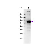 Anti-MONKEY IgM (mu chain) (GOAT) Antibody Biotin Conjugated, 1mg, Lyophilized