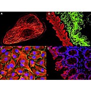 Anti-MOUSE IgG (H&L) (GOAT) Antibody ATTO 532 Conjugated (Min X Bv Ch Gt GP Ham Hs Hu Rb Rt & Sh Serum Proteins), 100µg, Lyophilized