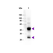Anti-SWINE IgG (H&L) (GOAT) Antibody Peroxidase Conjugated, 2mg, Lyophilized