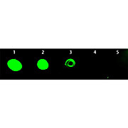 Anti-RAT IgG (H&L) (CHICKEN) Antibody Fluorescein Conjugated, 1mg, Lyophilized