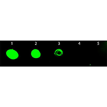 Anti-RAT IgG (H&L) (CHICKEN) Antibody Fluorescein Conjugated, 1mg, Lyophilized