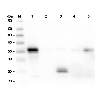 Anti-RABBIT IgG F(c) (DONKEY) Antibody Alkaline Phosphatase Conjugated, 1mg, Liquid (sterile filtered)