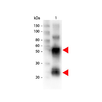 Anti-SWINE IgG (H&L) (RABBIT) Antibody Biotin Conjugated, 2mg, Lyophilized