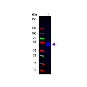 Anti-RABBIT IgG [H&L] (GOAT) Antibody CY2 Conjugated Min X Bv Ch Gt GP Ham Hs Hu Ms Rt & Sh Serum Proteins, 1mg, Lyophilized