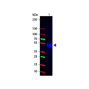 Anti-RABBIT IgG [H&L] (GOAT) Antibody CY2 Conjugated Min X Bv Ch Gt GP Ham Hs Hu Ms Rt & Sh Serum Proteins, 1mg, Lyophilized