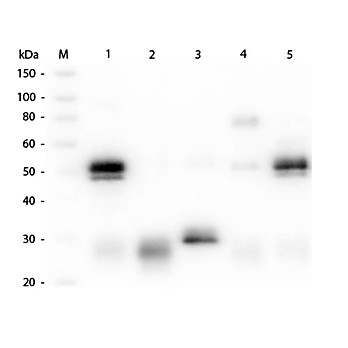 Anti-RABBIT IgG [H&L] (GOAT) Antibody CY5.5 Conjugated Min X Bv Ch Gt GP Ham Hs Hu Ms Rt & Sh Serum Proteins, 1mg, Lyophilized