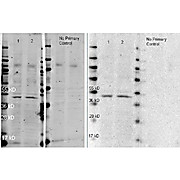 Anti-RABBIT IgG (H&L) (GOAT) Antibody Peroxidase Conjugated (Min X Human Serum Proteins), 2mg, Lyophilized