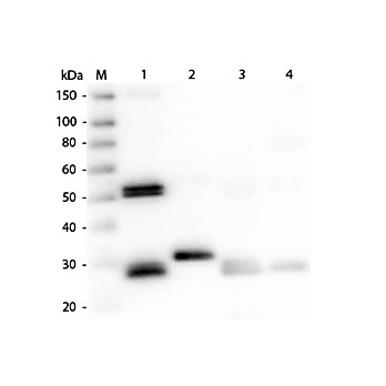 Anti-RAT IgG (H&L) (RABBIT) Antibody, 2mg, Liquid (sterile filtered)