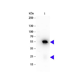 Anti-RABBIT IgG (H&L) (RAT) Antibody Peroxidase Conjugated (Min X Hu, Gt, Ms Serum Proteins), 1mg, Lyophilized