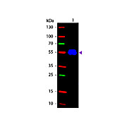 Anti-MOUSE IgG2a (Gamma 2a chain) (RABBIT) Antibody Fluorescein Conjugated, 1mg, Lyophilized