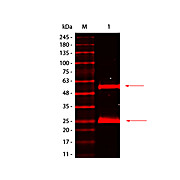 Anti-MOUSE IgG (H&L) (GOAT) Antibody DyLight™ 680 Conjugated (Min X Bv Ch Gt GP Ham Hs Hu Rb Rt & Sh Serum Proteins), 100µg, Lyophilized