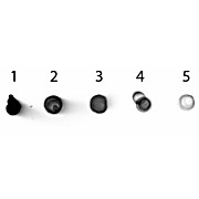 Anti-MOUSE IgG2b (Gamma 2b chain) (RABBIT) Antibody Alkaline Phosphatase Conjugated, 1mg, Liquid (sterile filtered)