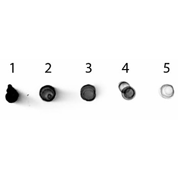 Anti-MOUSE IgG2b (Gamma 2b chain) (RABBIT) Antibody Alkaline Phosphatase Conjugated, 1mg, Liquid (sterile filtered)