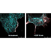 Anti-RABBIT IgG (H&L) (GOAT) Antibody DyLight™ 488 Conjugated (5 X 100 µg), 500µg, Lyophilized