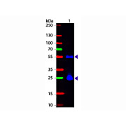 Anti-MOUSE IgG (H&L) (SHEEP) Antibody Fluorescein Conjugated, 2mg, Lyophilized