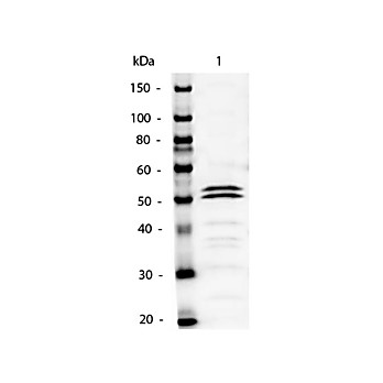 Anti-MOUSE IgG1 (Gamma 1 chain) (RABBIT) Antibody Alkaline Phosphatase Conjugated, 1mg, Liquid (sterile filtered)