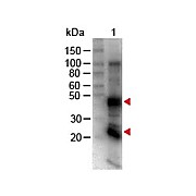 Anti-RAT IgG (H&L) (GOAT) Antibody Biotin Conjugated, 2mg, Lyophilized
