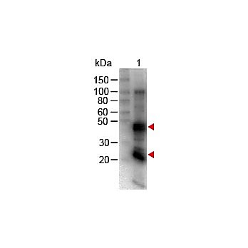 Anti-RAT IgG (H&L) (GOAT) Antibody Biotin Conjugated, 2mg, Lyophilized