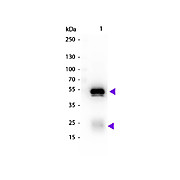 Anti-RABBIT IgG (H&L) (CHICKEN) Antibody Biotin Conjugated, 1mg, Lyophilized