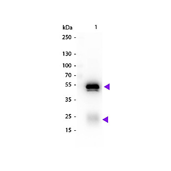 Anti-RABBIT IgG (H&L) (CHICKEN) Antibody Biotin Conjugated, 1mg, Lyophilized