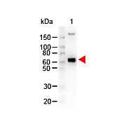 Anti-MONKEY IgM (mu chain) (GOAT) Antibody Peroxidase Conjugated, 1mg, Lyophilized