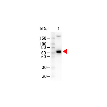 Anti-MONKEY IgM (mu chain) (GOAT) Antibody Peroxidase Conjugated, 1mg, Lyophilized