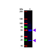 Anti-SWINE IgG (H&L) (RABBIT) Antibody Fluorescein Conjugated, 2mg, Lyophilized