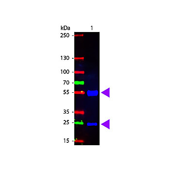 Anti-SWINE IgG (H&L) (RABBIT) Antibody Fluorescein Conjugated, 2mg, Lyophilized