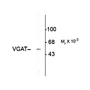Anti-Vesicular GABA transporter (VGAT) (Rabbit) Antibody, 100µL, Liquid