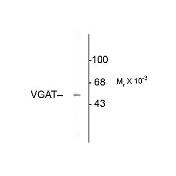Anti-Vesicular GABA transporter (VGAT) (Rabbit) Antibody, 100µL, Liquid